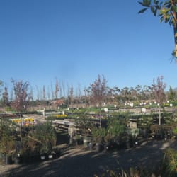 Persson S Nursery Closed 12 Reviews Nurseries Gardening Photo Of Persson S Nursery Pasadena Ca United States Landscape Plants And Color