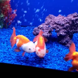 Monster Aquarium - 48 Photos & 76 Reviews - Aquarium