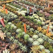 Pine Tree Nursery Garden Center Nurseries Gardening 200 The Farm