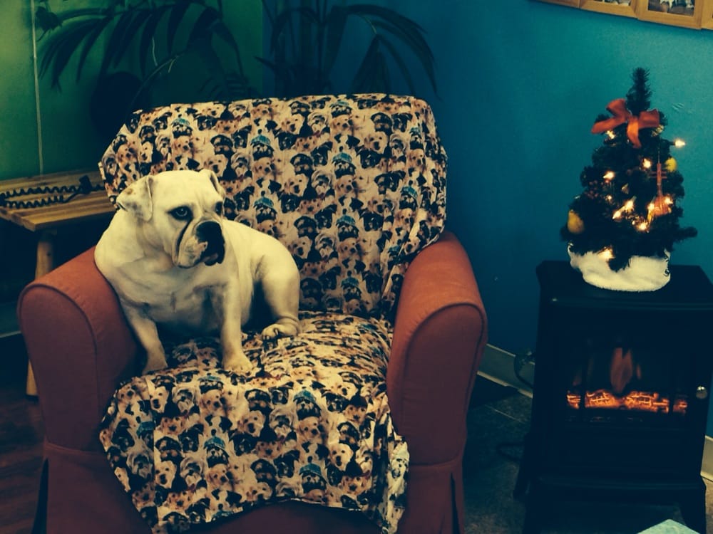 Bubbles Dog Grooming Spa Huntington Beach Ca Bubbles Dog Grooming Spa Huntington Beach Ca