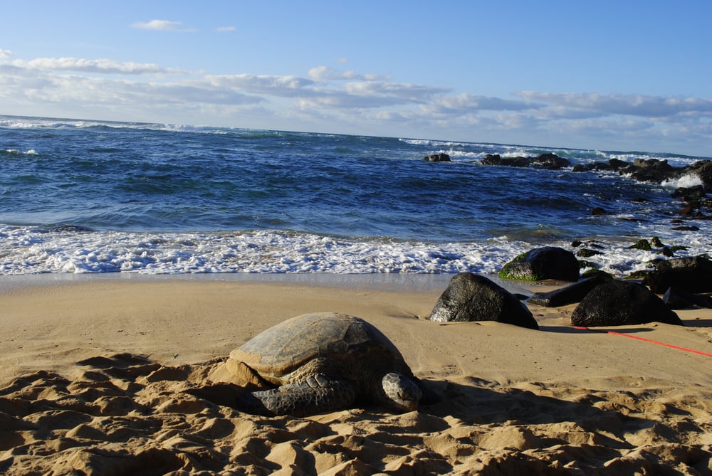 Wildlife Hawaii 34 Photos Tours Honolulu, HI Phone Number Reviews Yelp