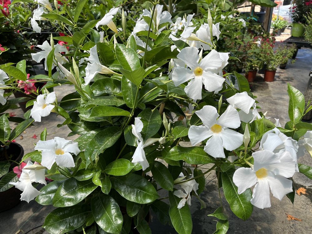 A & M Nursery & Supplies