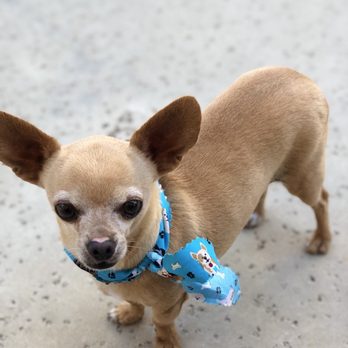 Paw Perfection Dog Grooming Paw Perfection Dog Grooming