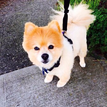 Dog Grooming Se Hawthorne Portland Dog Grooming Se Hawthorne Portland