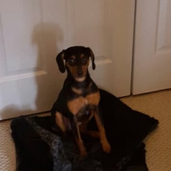 Bark Busters Home Dog Training Lexington Ky Bark Busters Home Dog Training Lexington Ky