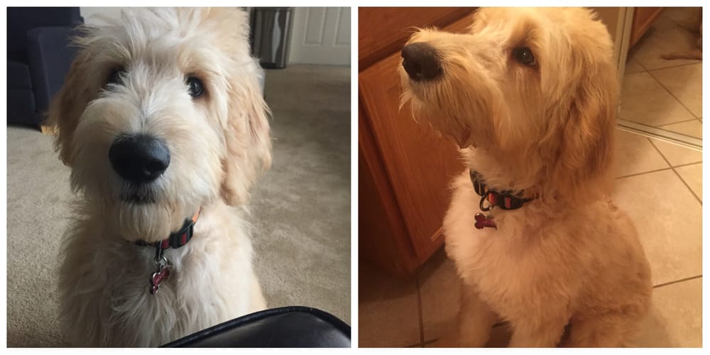 All God’s Creatures Grooming 10 Photos & 33 Reviews Pet Groomers