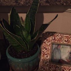 Lowe S 19 Reviews Hardware 12100 Montana Ave El Paso Photo Of Lowe S El Paso Tx United States This Snake Plant Only