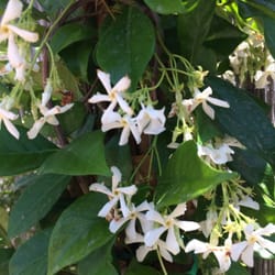 Reimer S Whole Nursery Nurseries Gardening 9305 Norris Rd Photo Of Reimer S Whole Nursery Bakersfield Ca United States Star Jasmine