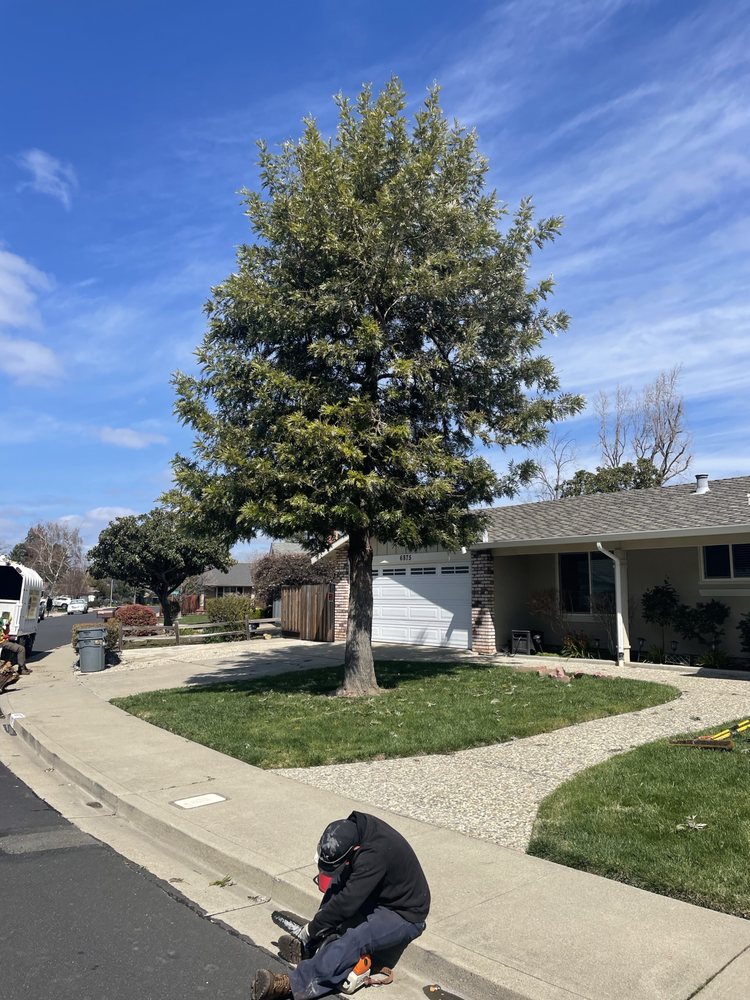Simply Trees