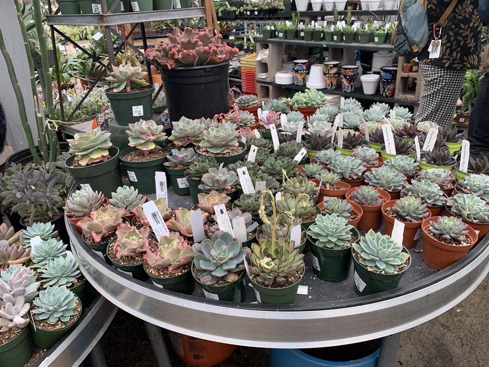 Yelp Reviews For East Bay Nursery 78 Photos 162 New