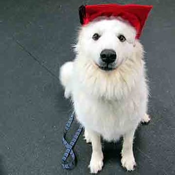 Reviews For Dog Training In Cedar Park Tx Reviews For Dog Training In Cedar Park Tx