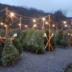 Kent Countryside Nursery Nurseries Gardening 61 Ludington Ct Photo Of Kent Countryside Nursery Carmel Ny United States Christmas Trees