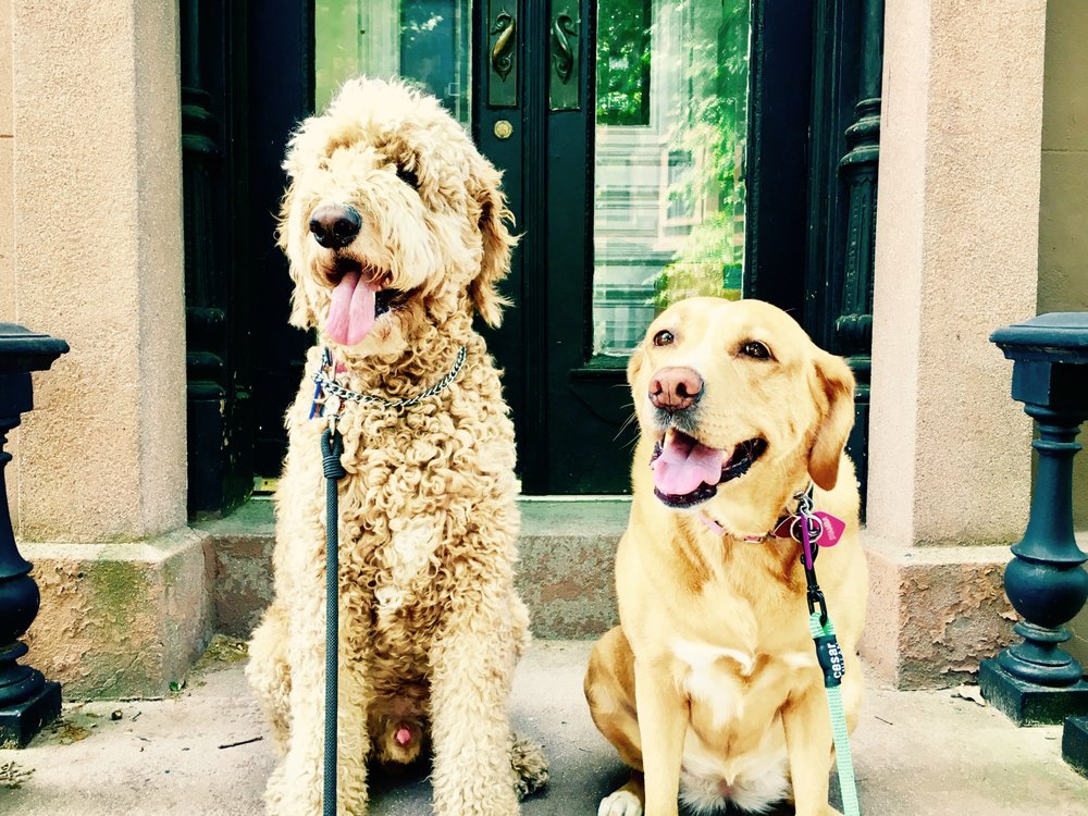 Pawmos Dog Training