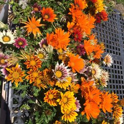 Nature S Best Nursery 27 Photos 17 Reviews Nurseries Photo Of Nature S Best Nursery Camarillo Ca United States