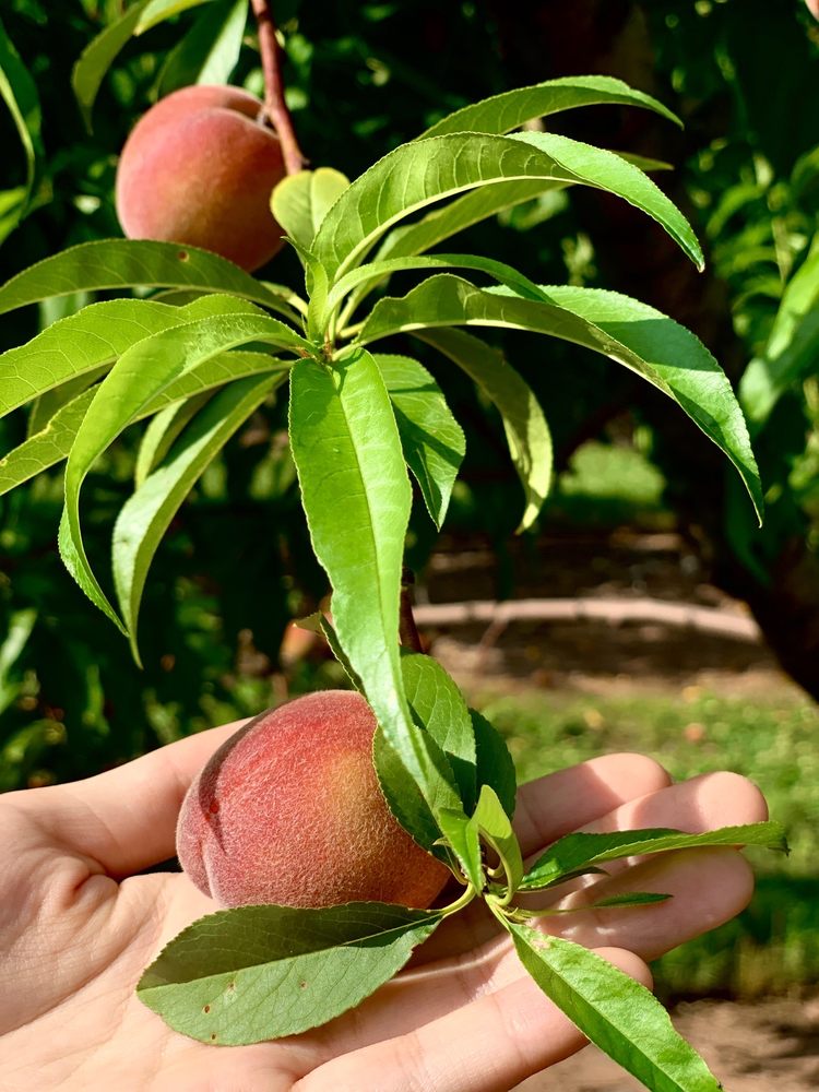 Phillips Farms