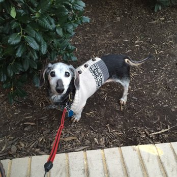 Dog Friendly Dupont Circle Dog Friendly Dupont Circle