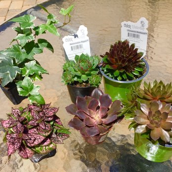 Peti Garden Center 12 Photos Nurseries Gardening 24964 Photo Of Peti Garden Center Bedford Oh United States Baby Succulent Purchases