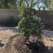 Atkins Nursery 19 Photos 13 Reviews Nurseries Gardening Photo Of Atkins Nursery Fallbrook Ca United States