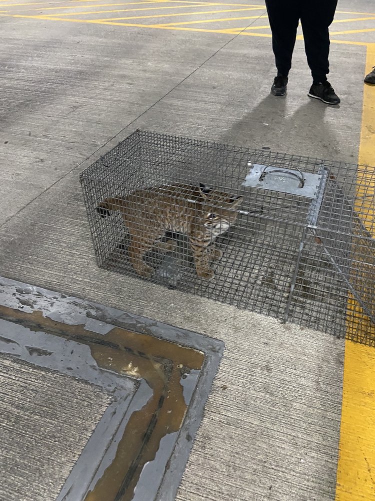 Willard's Pest Control