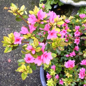 M Nursery 18 Photos 22 Reviews Nurseries Gardening 332 Photo Of M Nursery Redwood City Ca United States My