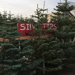 Photo Of Wonderland Christmas Trees Photo Of Wonderland Christmas Trees