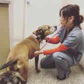larawan ng garden grove dog cat hospital garden grove ca estados unidos - Garden Grove Dog And Cat Hospital larawan ng garden grove dog cat hospital garden grove ca estados unidos - Garden Grove Dog And Cat Hospital