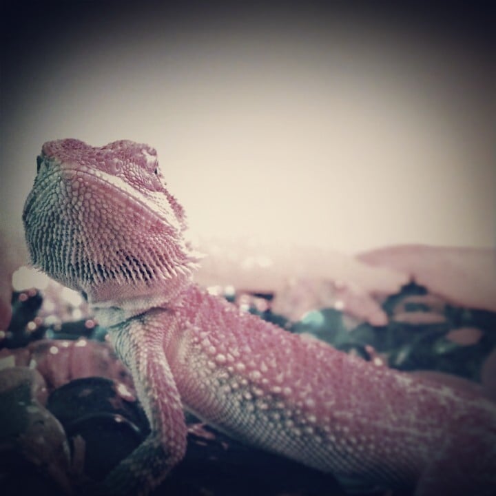 LLLReptile & Supply Co, Inc 88 Photos & 181 Reviews Pet Stores