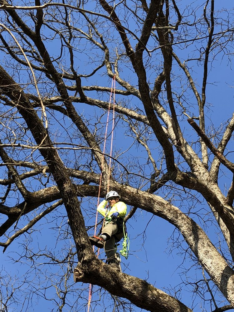 Monster Tree Service of Northern Virginia