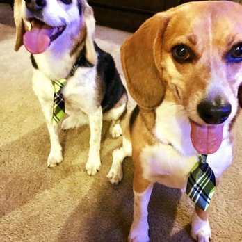 Lazy Dog Grooming - 194 Photos &amp; 204 Reviews - Pet Groomers - 10890 S Eastern Ave, Anthem