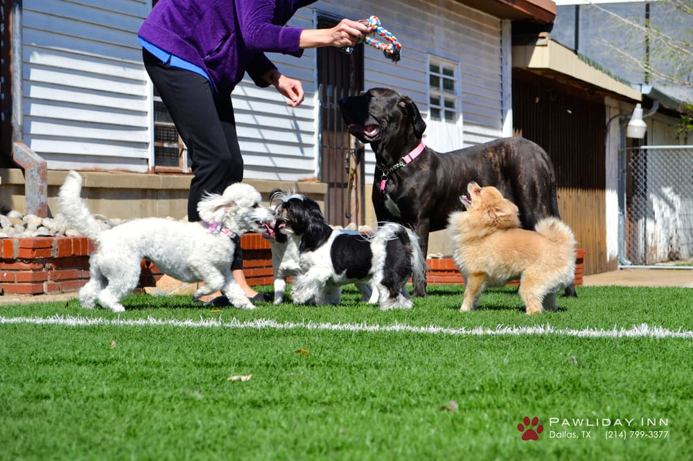 grooming dallas boarding daycare grooming dallas yelp grooming dallas boarding daycare grooming dallas yelp