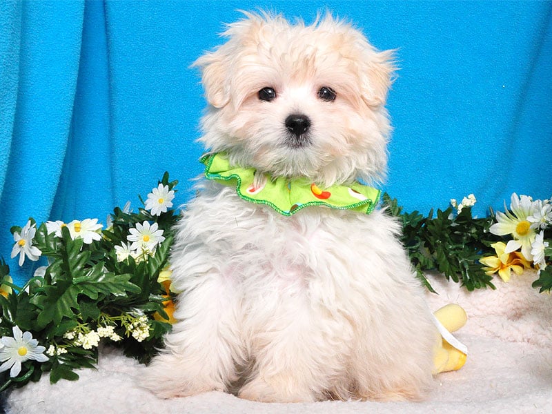 shake a paw puppy mill shake a paw 28 photos 30 reviews pet stores 2195 us hwy 22 w union nj shake a paw puppy mill shake a paw 28 photos 30 reviews pet stores 2195 us hwy 22 w union nj