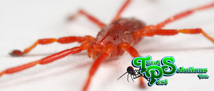 Total Pest Solutions