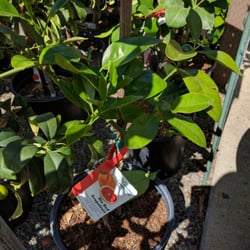 The Best 10 Nurseries Gardening In San Jose Ca Last Updated Almaden Valley Nursery