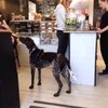 The Long Dog Café