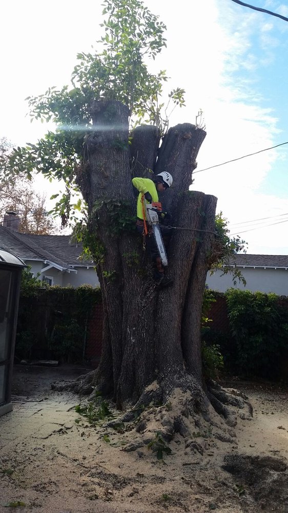 Hallelujah Tree Service