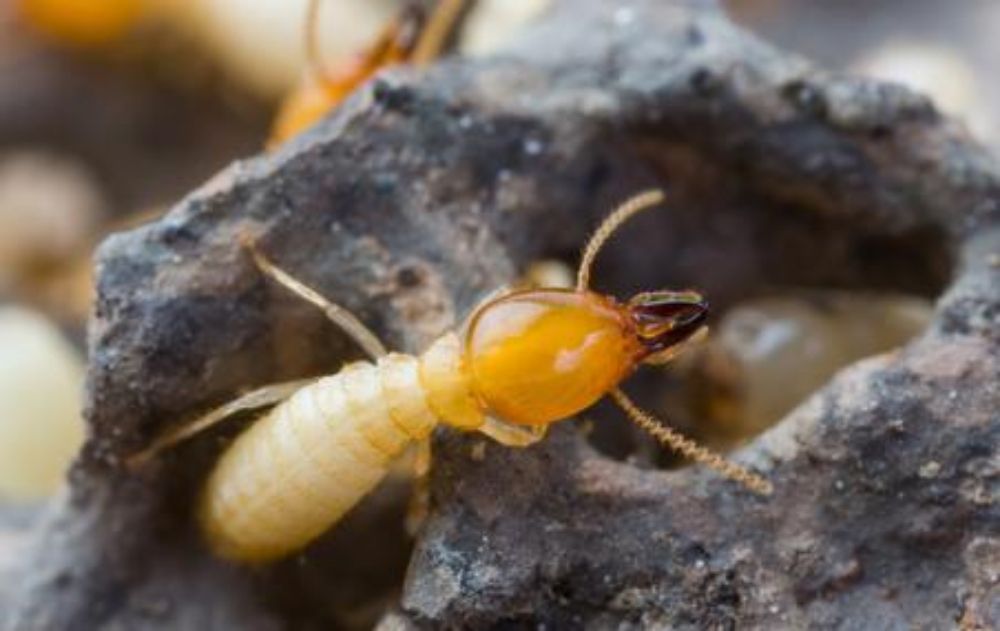 Harvey's Pest Control