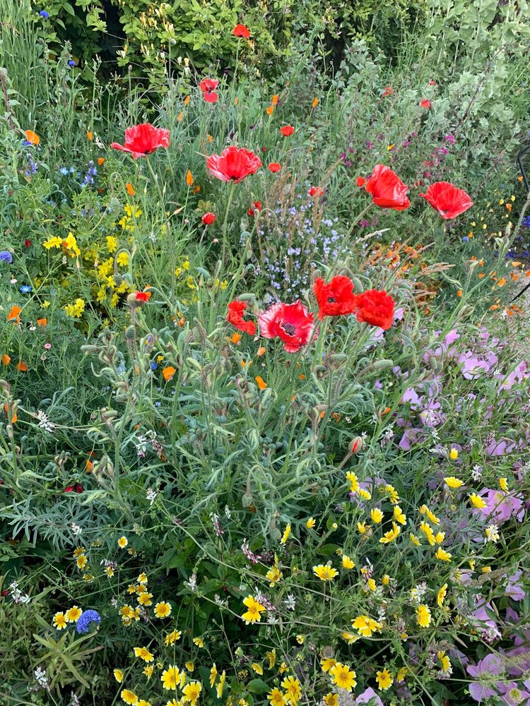 Mariposa Gardening & Design
