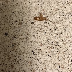 Nellis Garden Apartments 68 Photos 4255 N Photo Of Nellis Garden Apartments Las Vegas Nv United States Roaches