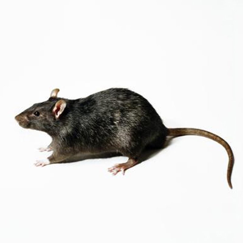 Crazy Frog Pest Control