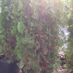 Nj Plants And Trees Nurseries Gardening P O Box 1831 Photo Of Nj Plants And Trees Burlington Township United States