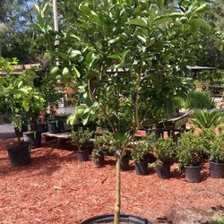 Bartram Trail Nursery Nurseries Gardening 1859 State Road 13 Photo Of Bartram Trail Nursery Jacksonville Fl United States