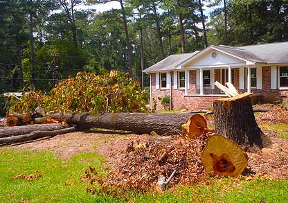 Jimmy's Tree Service