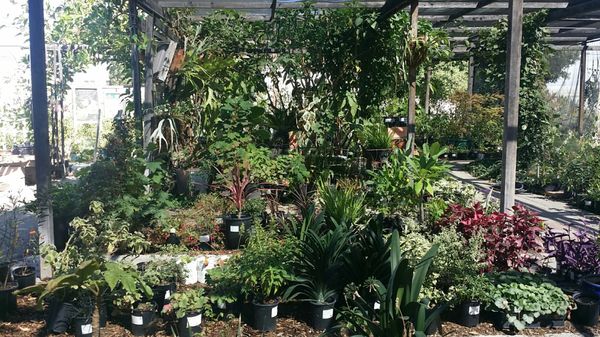 Bellefontaine Nursery 838 S Fair Oaks Ave Pasadena Ca Nurseries Bellefontaine Nursery 838 S Fair Oaks Ave Pasadena Ca Nurseries Mapquest