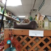 Platt Hill Nursery 19 Photos 36 Reviews Nurseries Gardening Photo Of Platt Hill Nursery Bloomingdale Il United States Resident Cat Is