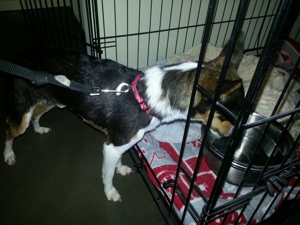 New Rattitude Rat Terrier Rescue Animal Shelters Lansing, MI Yelp