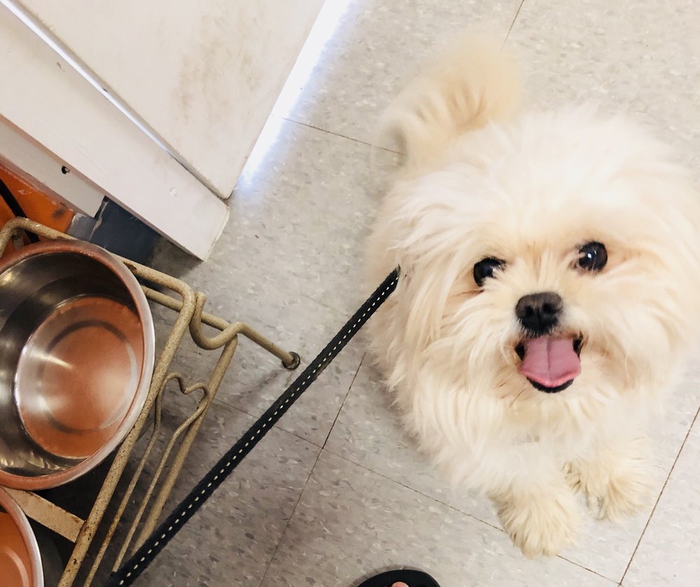 Happy Grooming 135 Photos & 101 Reviews Pet Groomers 3301 Lee Hwy