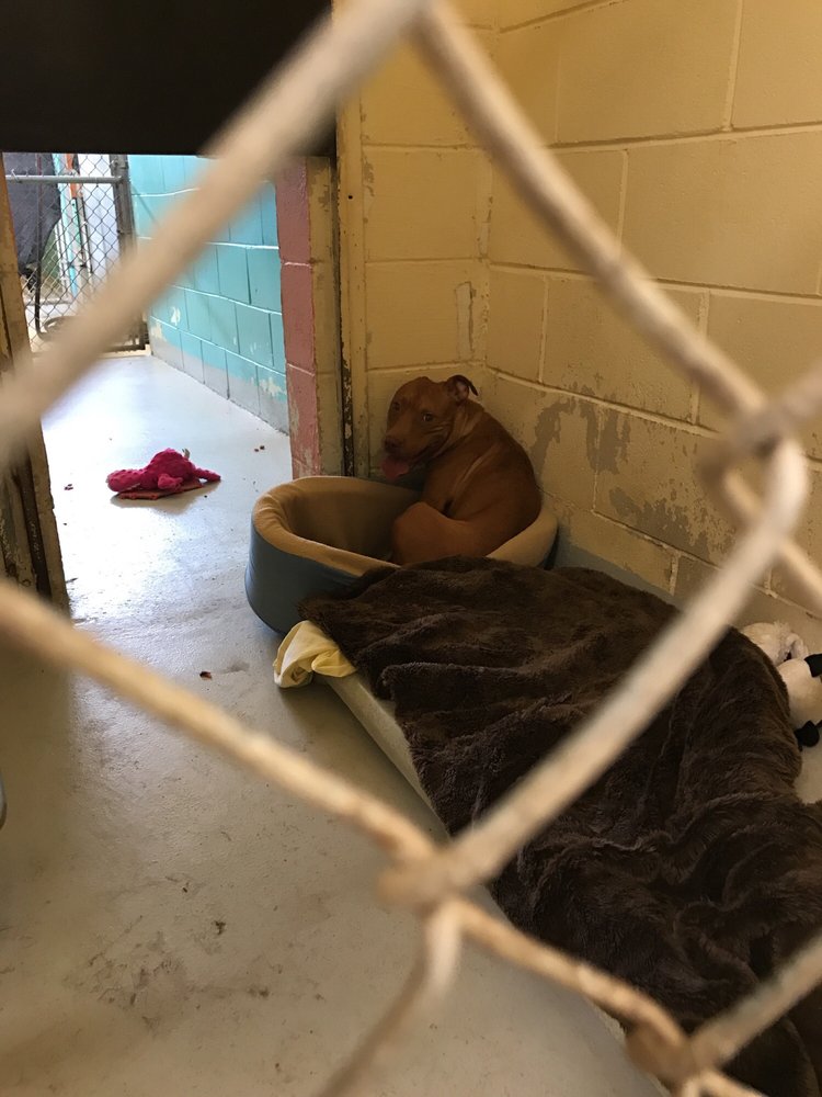 Humane Society For Greater Savannah Animal Shelters 7215 Sallie