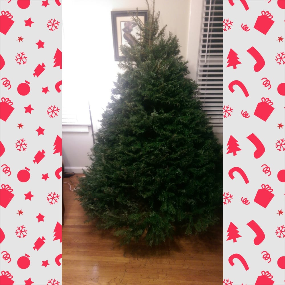 we got the best tree in the lot yelp we got the best tree in the lot yelp