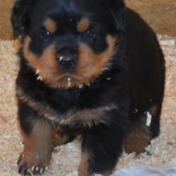 wu tang rottweilers sacramento ca wu tang rottweilers negozi di animali 5727 66th st wu tang rottweilers sacramento ca wu tang rottweilers negozi di animali 5727 66th st