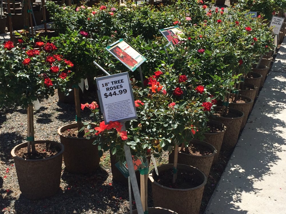 Photos For Almaden Valley Nursery Yelp Photo Of Almaden Valley Nursery San Jose Ca United States